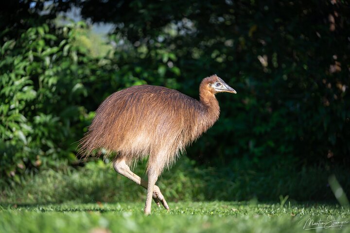 Spectacular Half-Day Daintree Tour Waterfall Hike, Swim Lunch ~ Path to Paradise