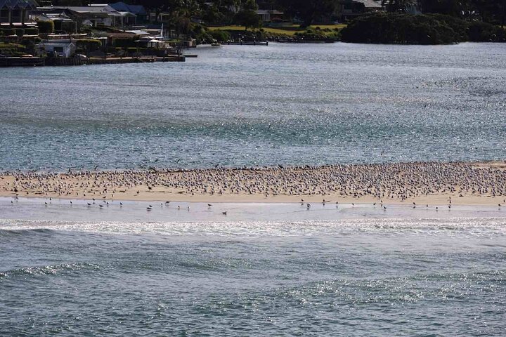 South Coast Day Tour, Blowholes, Lookouts, Bridge and Rainforest