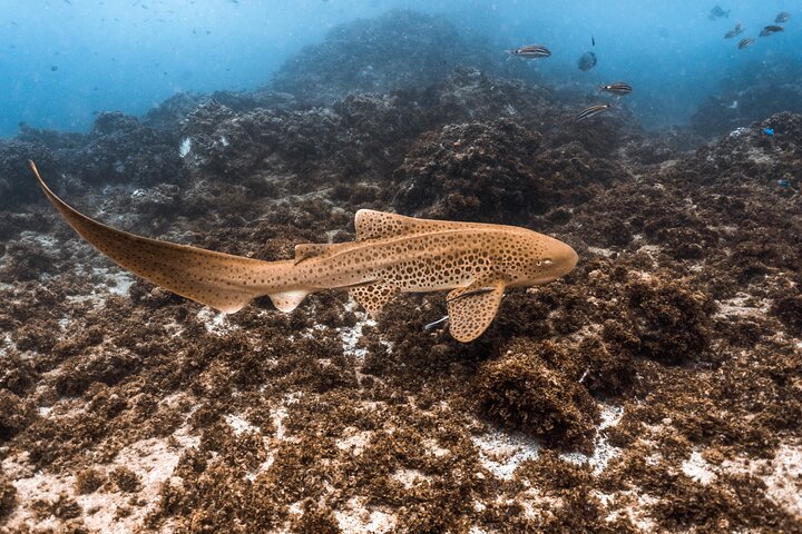 Premium Guided Dive Trip - Outer Great Barrier Reef