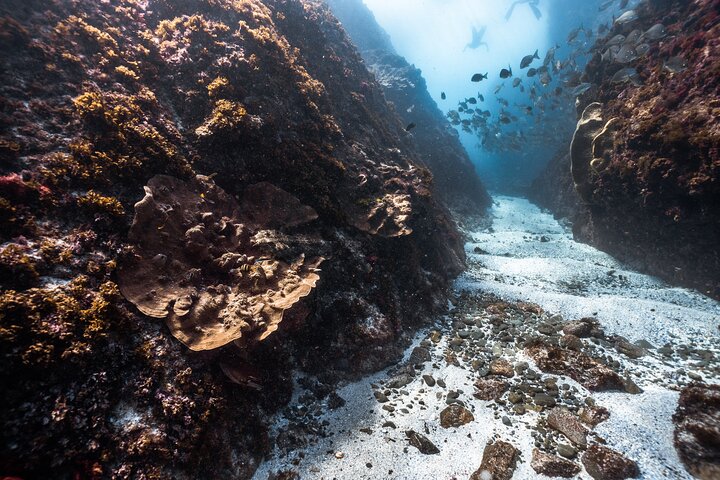 Julian Rocks: Premier Snorkeling Byron Bay