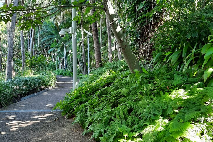 Green Tour of Brisbane's Prettiest Parks, Gardens and Suburbs