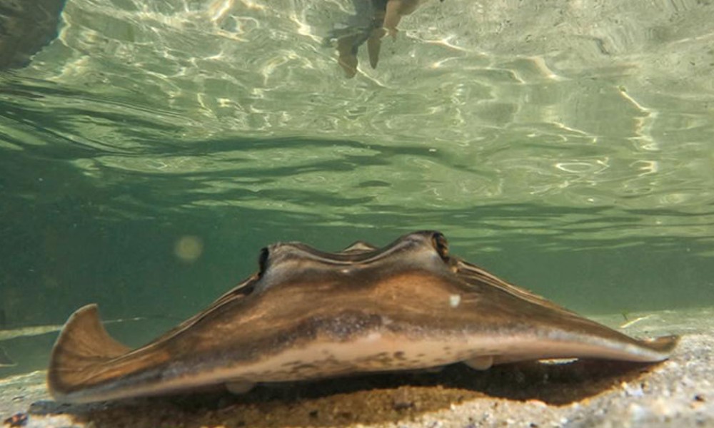 Snorkel with Stingrays and Shallow Water Experience