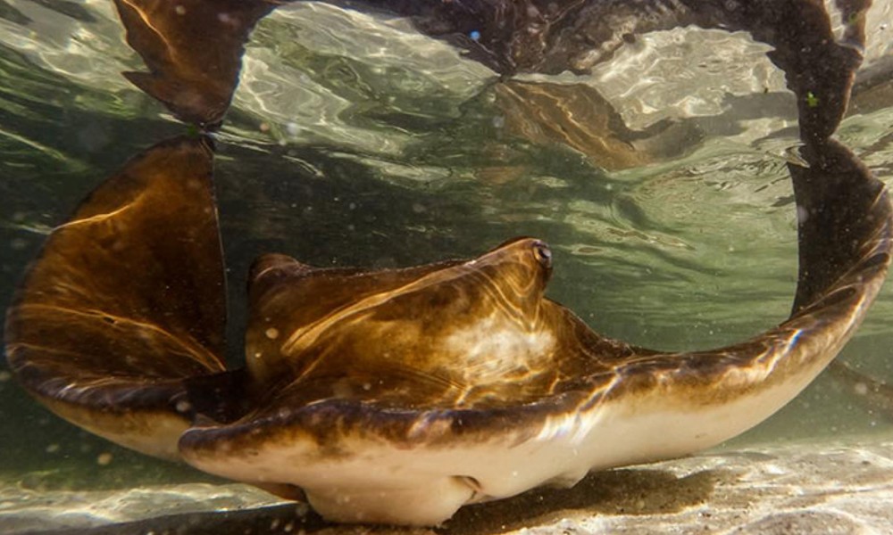 Snorkel with Stingrays and Shallow Water Experience