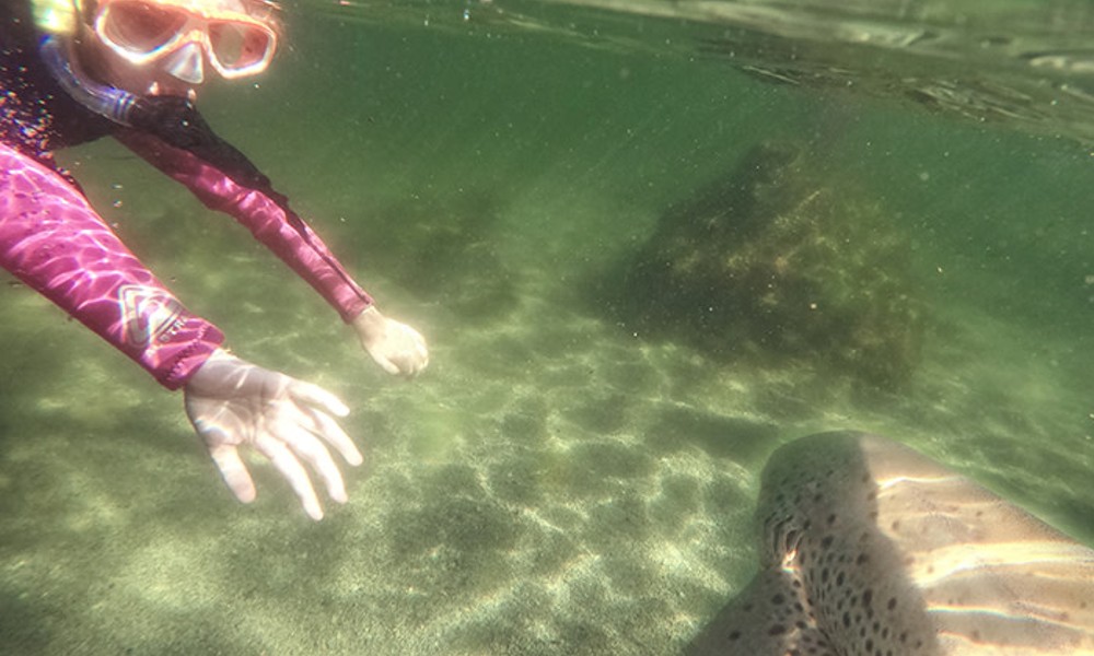 Snorkel with Zebra Sharks and Shallow Water Experience