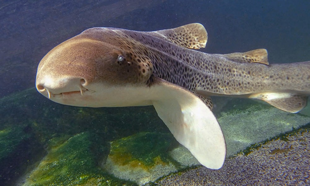 Snorkel with Zebra Sharks and Shallow Water Experience