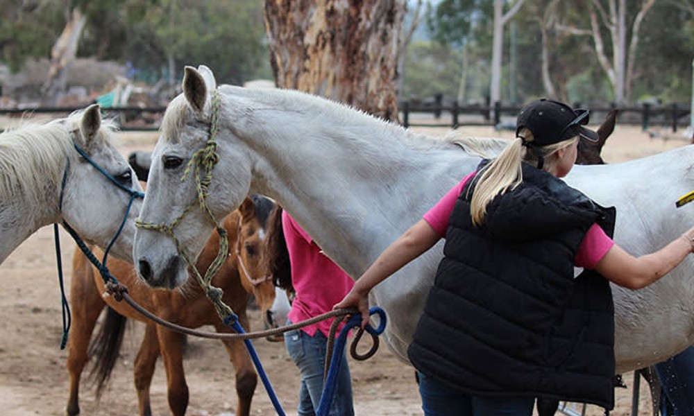 Jarrahdale Horse Trail Ride - 60 Minutes - Weekend