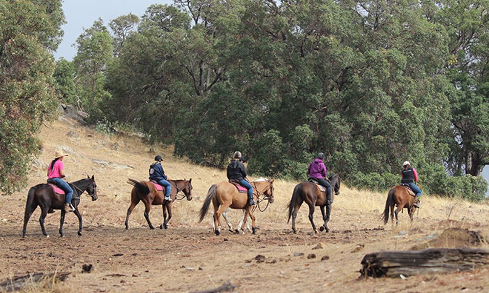 Jarrahdale Horse Trail Ride - 60 Minutes - Weekday