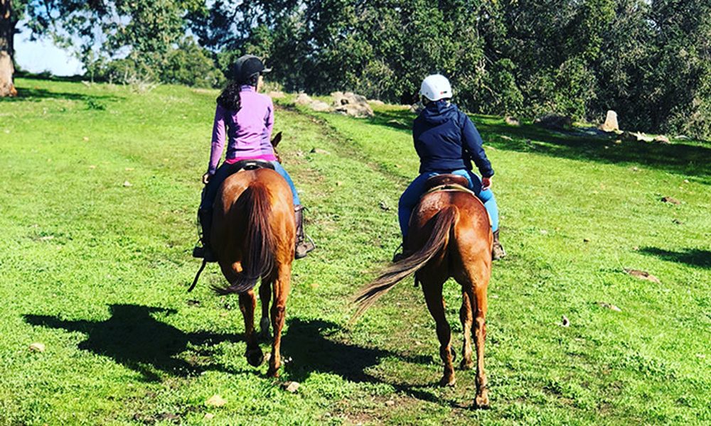 Jarrahdale Horse Trail Ride - 60 Minutes - Weekday