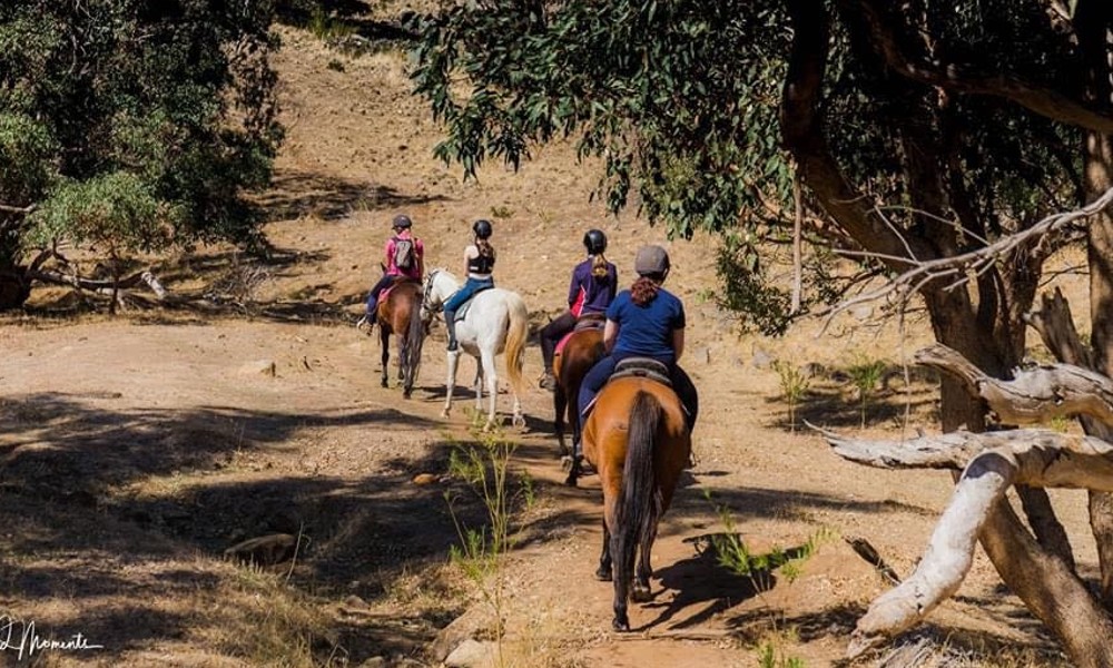 Jarrahdale Horse Trail Ride - 60 Minutes - Weekday