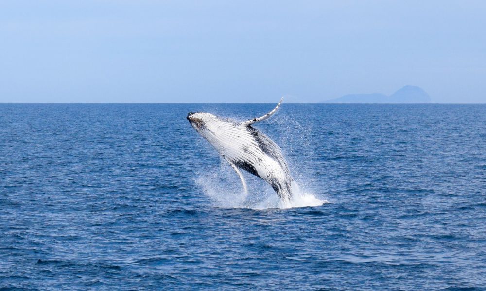 Wilsons Prom Whale Cruise - 6 Hours