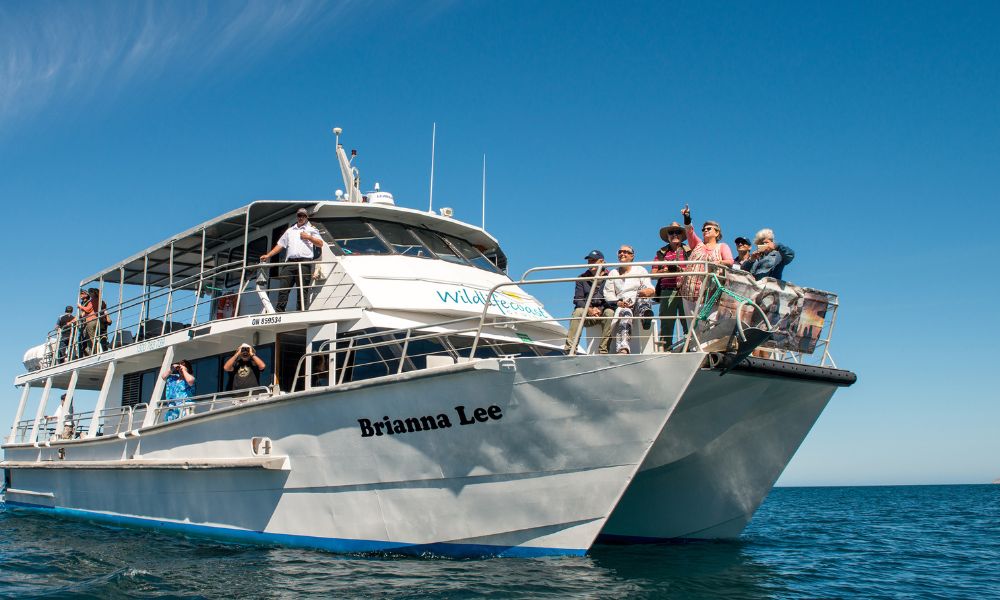 Wilsons Prom Whale Cruise – 6 Hours