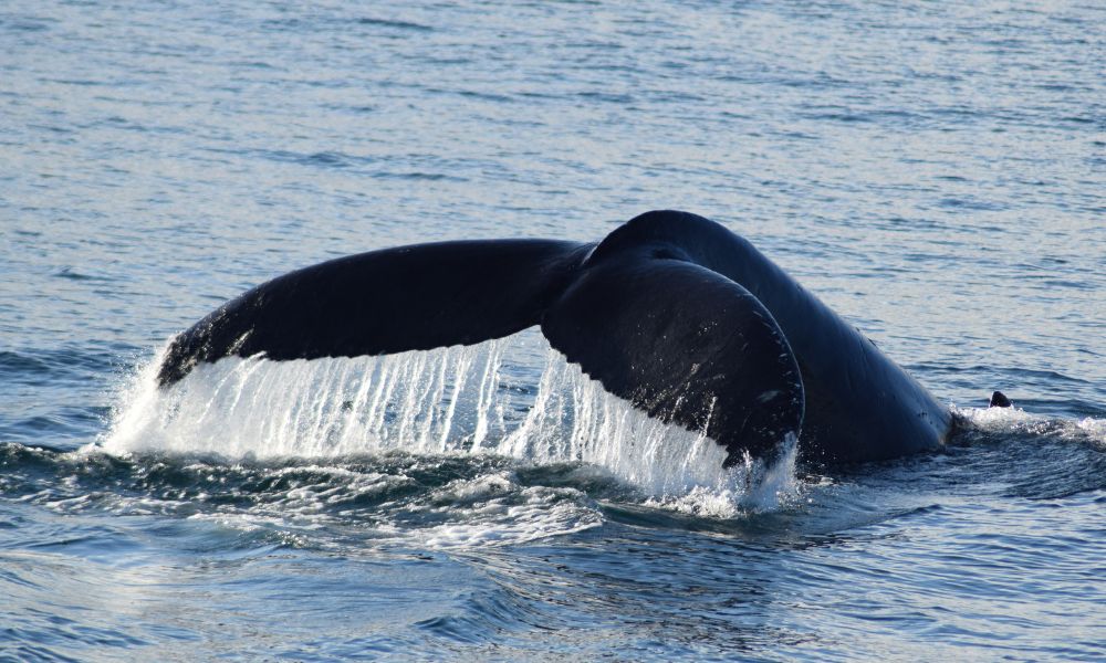 Wilsons Prom Whale Cruise - 6 Hours