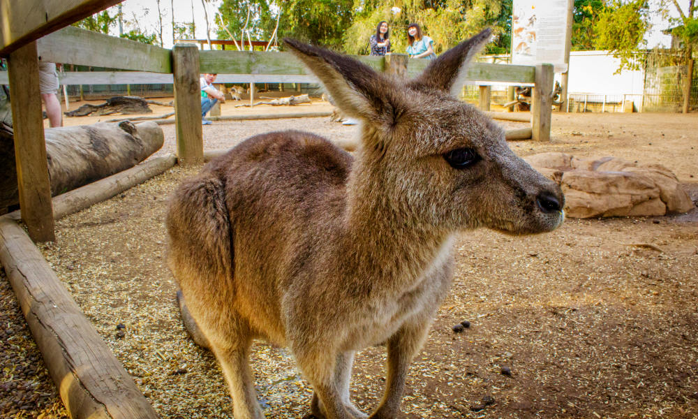 Blue Mountains All Inclusive Full Day Tour including entry to Sydney Zoo