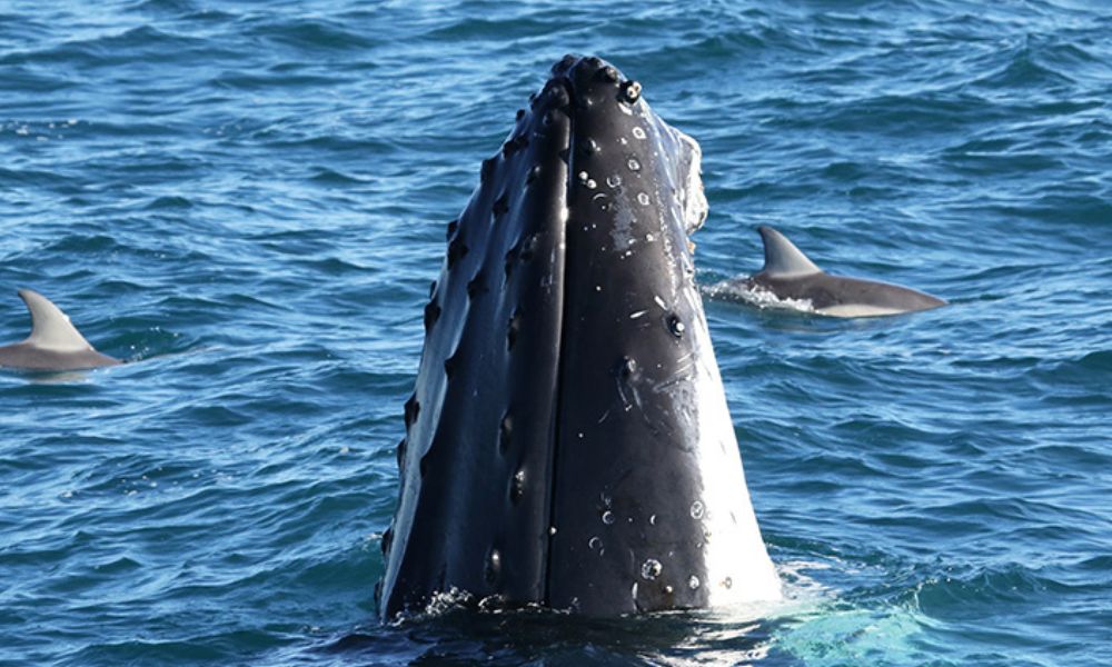 Dolphin and Whale Watching Cruise with Afternoon Tea