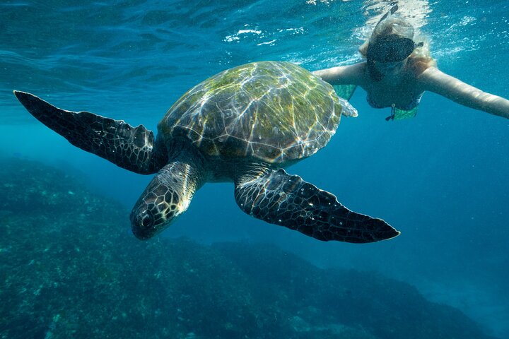 Premier Snorkeling in Byron Bay