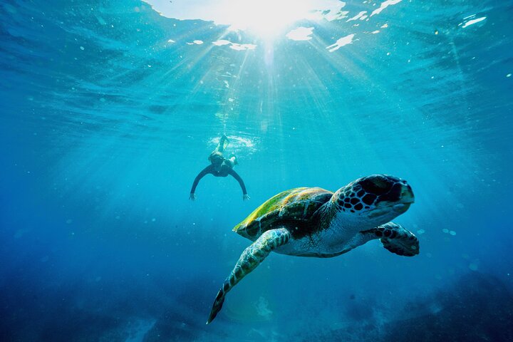 Premier Snorkeling in Byron Bay