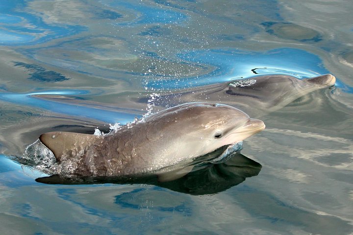 Port Stephens 3 Hour Whale Watch Cruise