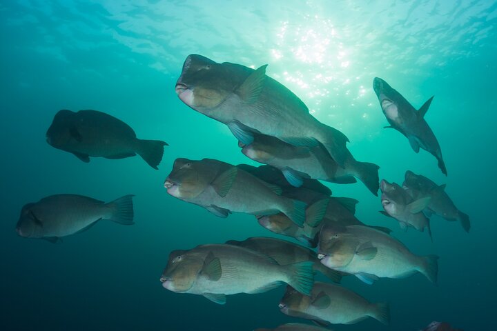 Premium Guided Dive Trip - Outer Great Barrier Reef