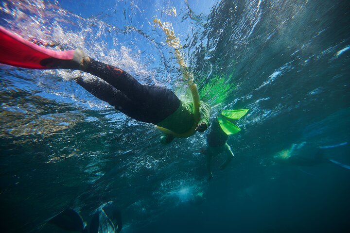 Manly Snorkel Trip and Nature Walk with Local Guide