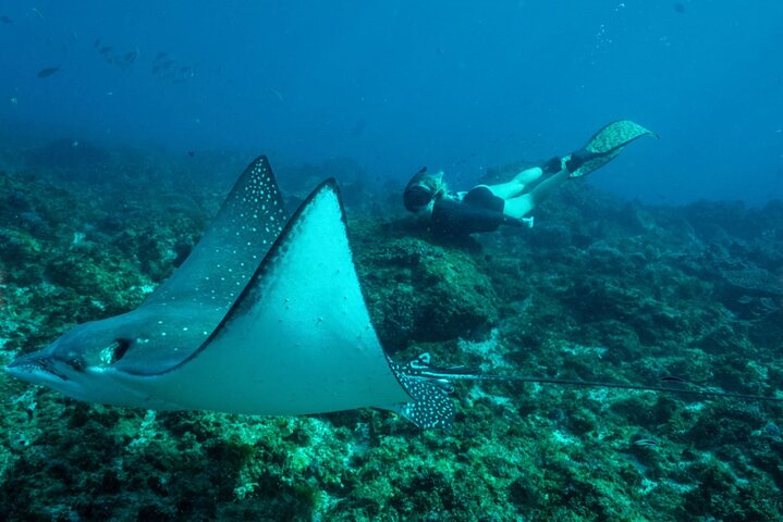 Premier Snorkeling in Byron Bay