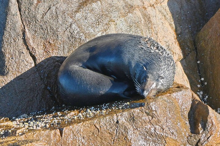 Port Stephens 3 Hour Whale and Dolphin Watch Cruise