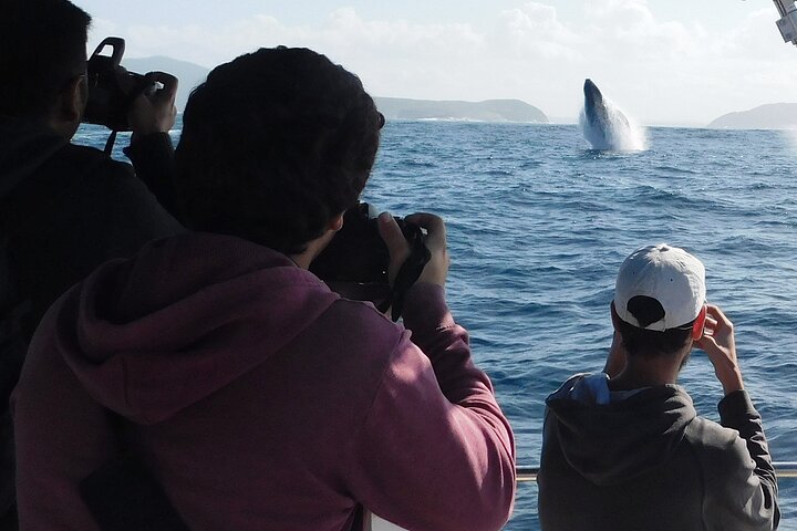 Port Stephens 3 Hour Whale and Dolphin Watch Cruise