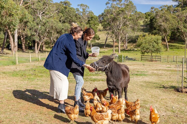 Sustainable Farm Tour and Lunch for 1 Adult