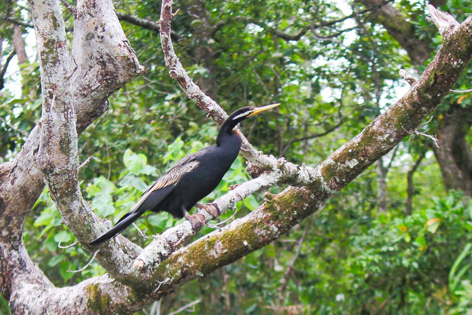 Crocodile Express Daintree Rainforest Wildlife Cruise