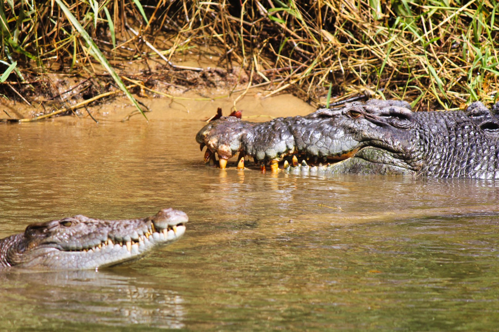 Crocodile Express Daintree Rainforest Wildlife Cruise