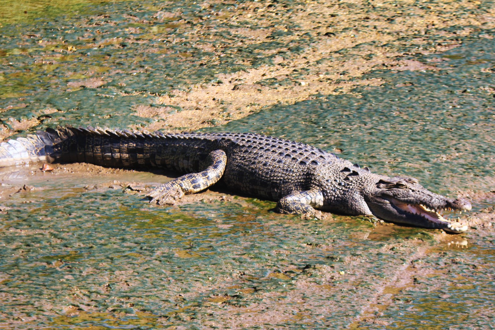 Crocodile Express Daintree Rainforest Wildlife Cruise