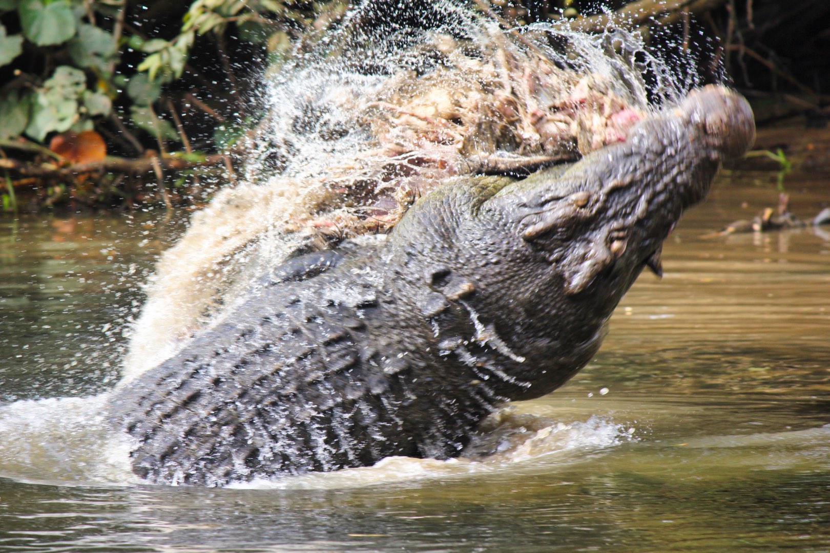 Crocodile Express Daintree Rainforest Wildlife Cruise