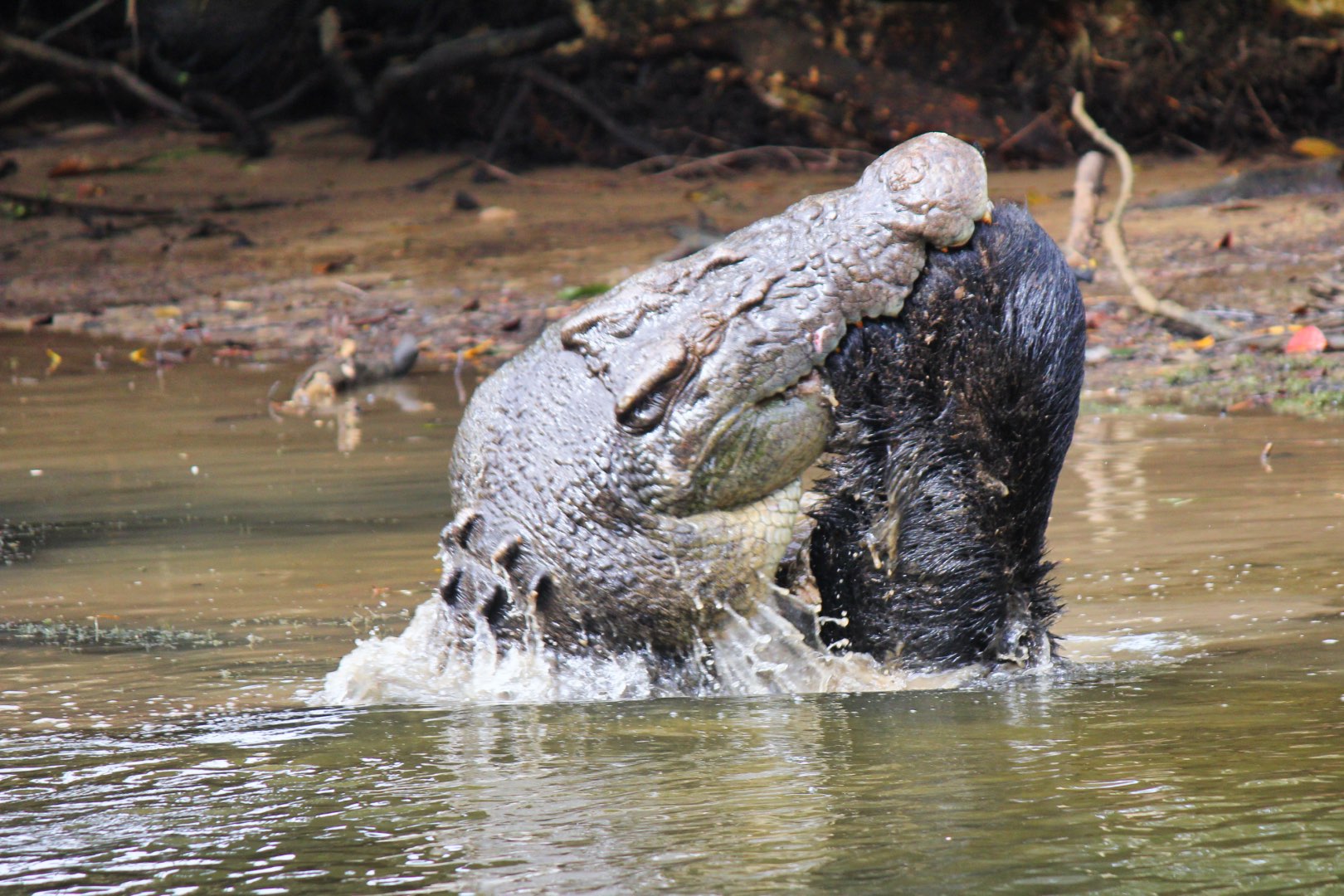 Crocodile Express Daintree Rainforest Wildlife Cruise