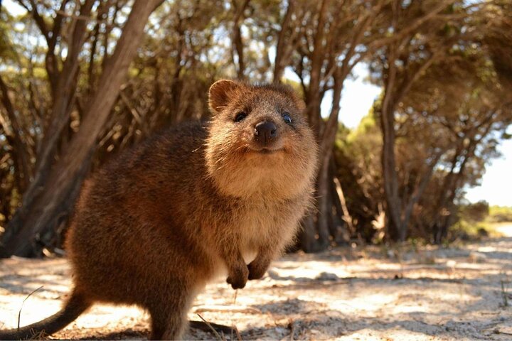 Rottnest Island Scenic Flight or 1/2 Day stopover