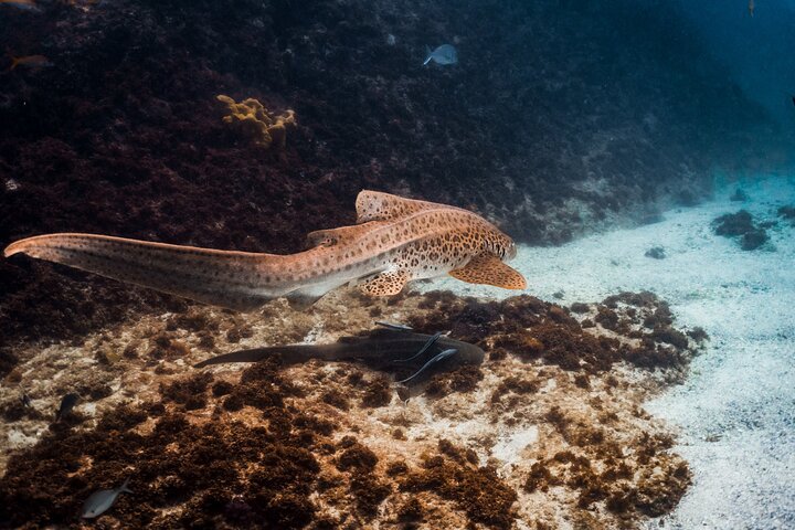 Julian Rocks: Premier Snorkeling Byron Bay