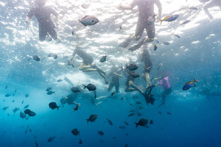 Julian Rocks: Premier Snorkeling Byron Bay