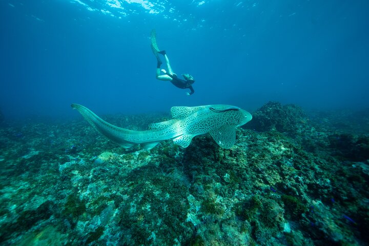 Premier Snorkeling in Byron Bay