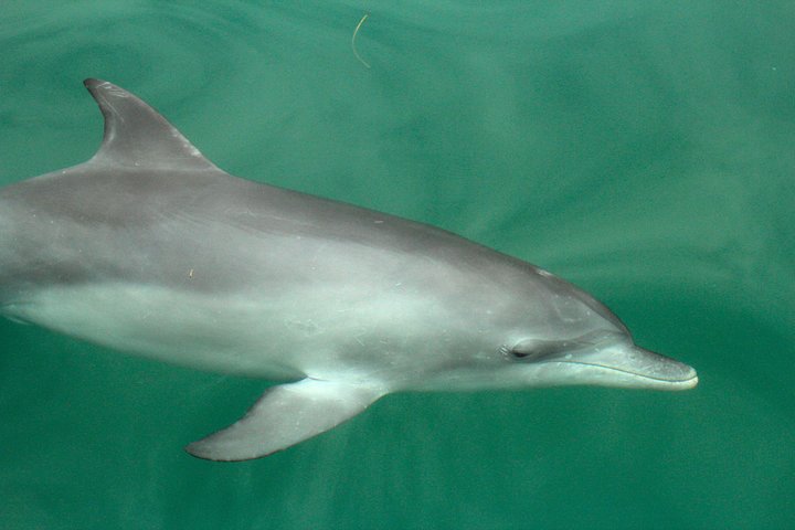 Dolphin Watch + Sailing - Port Stephens