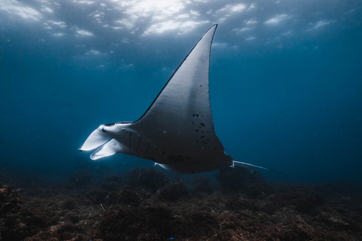 Julian Rocks: Premier Snorkeling Byron Bay