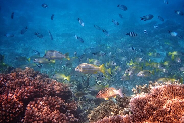 Dunk Island Adventures | Beaver Reef & Island | Cairns Day Return