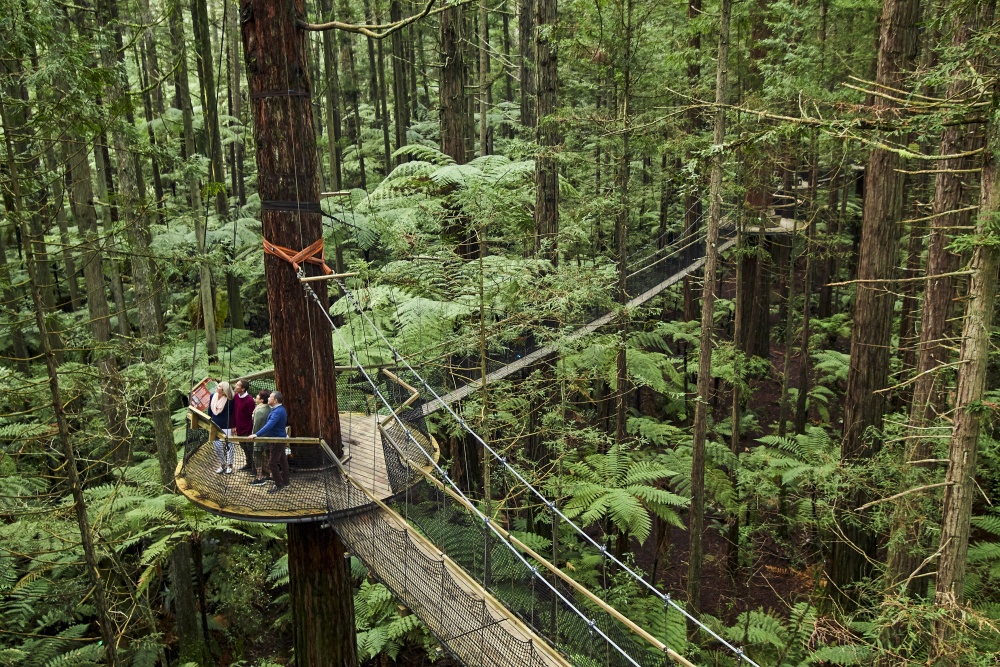 inspiring-journeys-redwood-treetop-walk-guide-LR