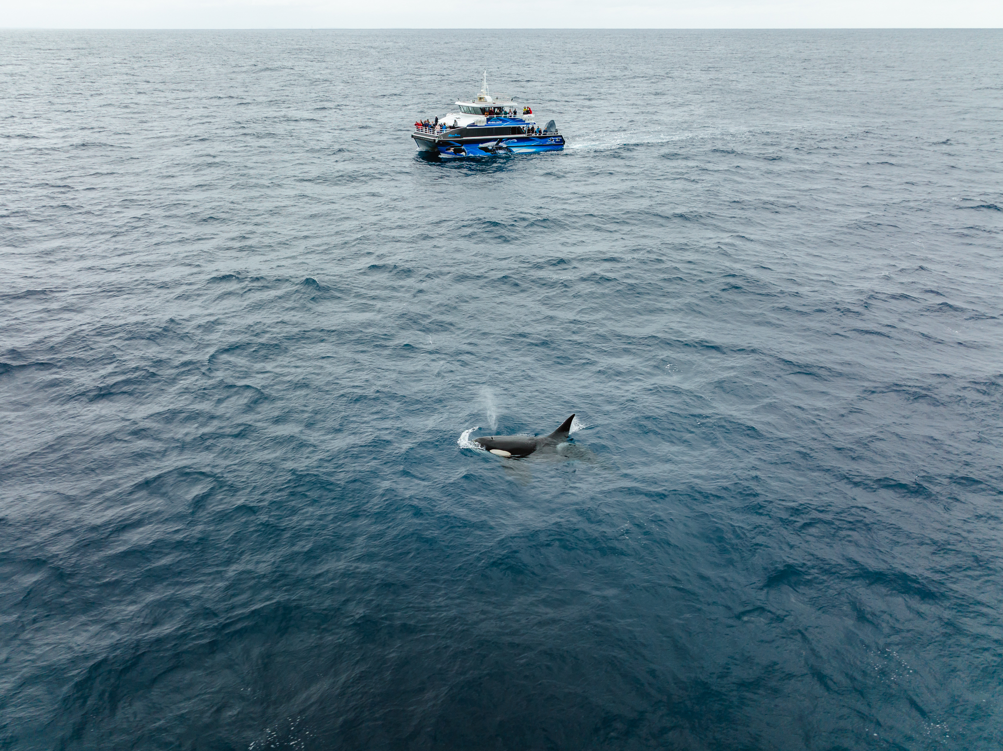 Bremer Canyon Killer Whale (Orca) Expedition