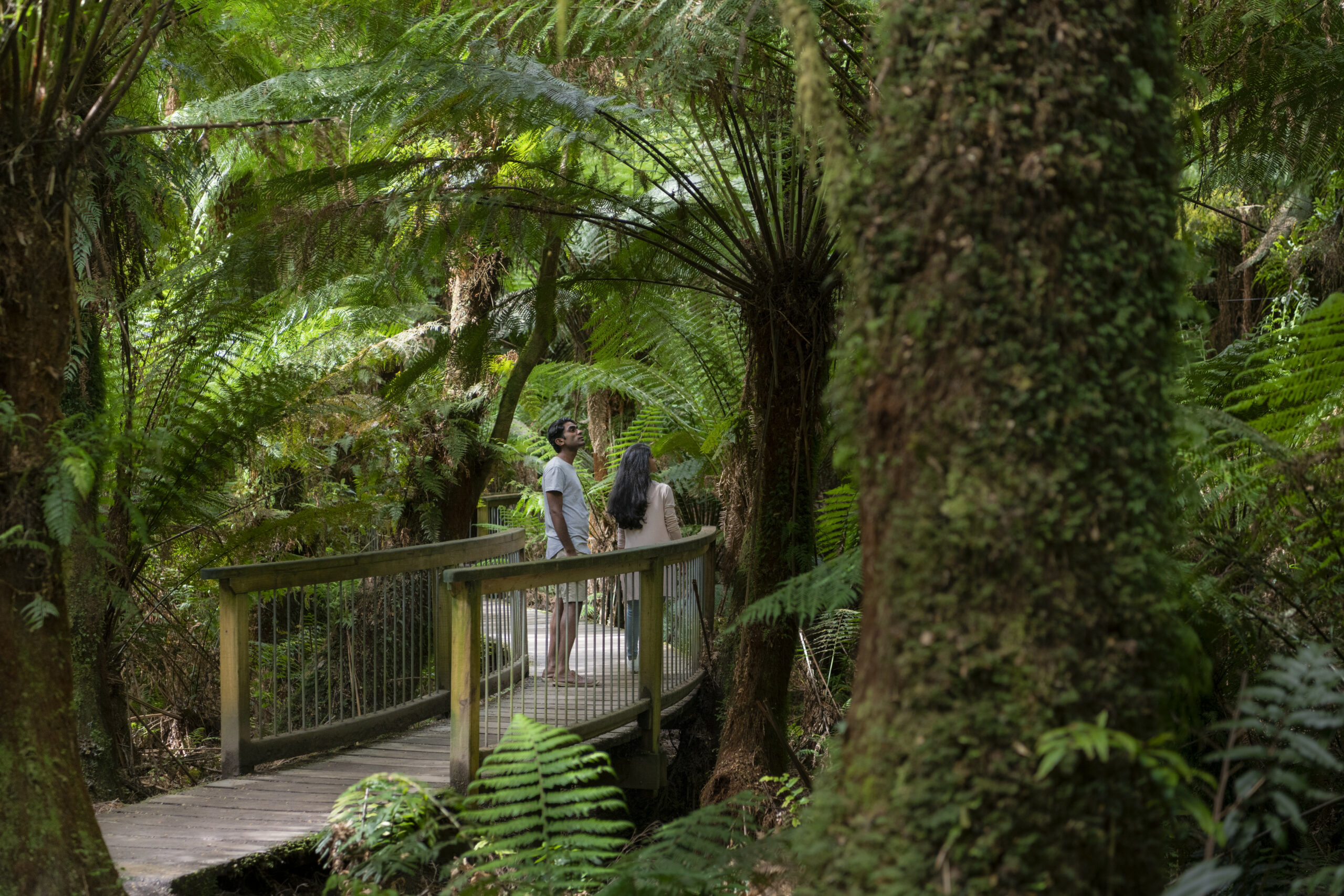 Autopia Tours: Great Ocean Road Experience