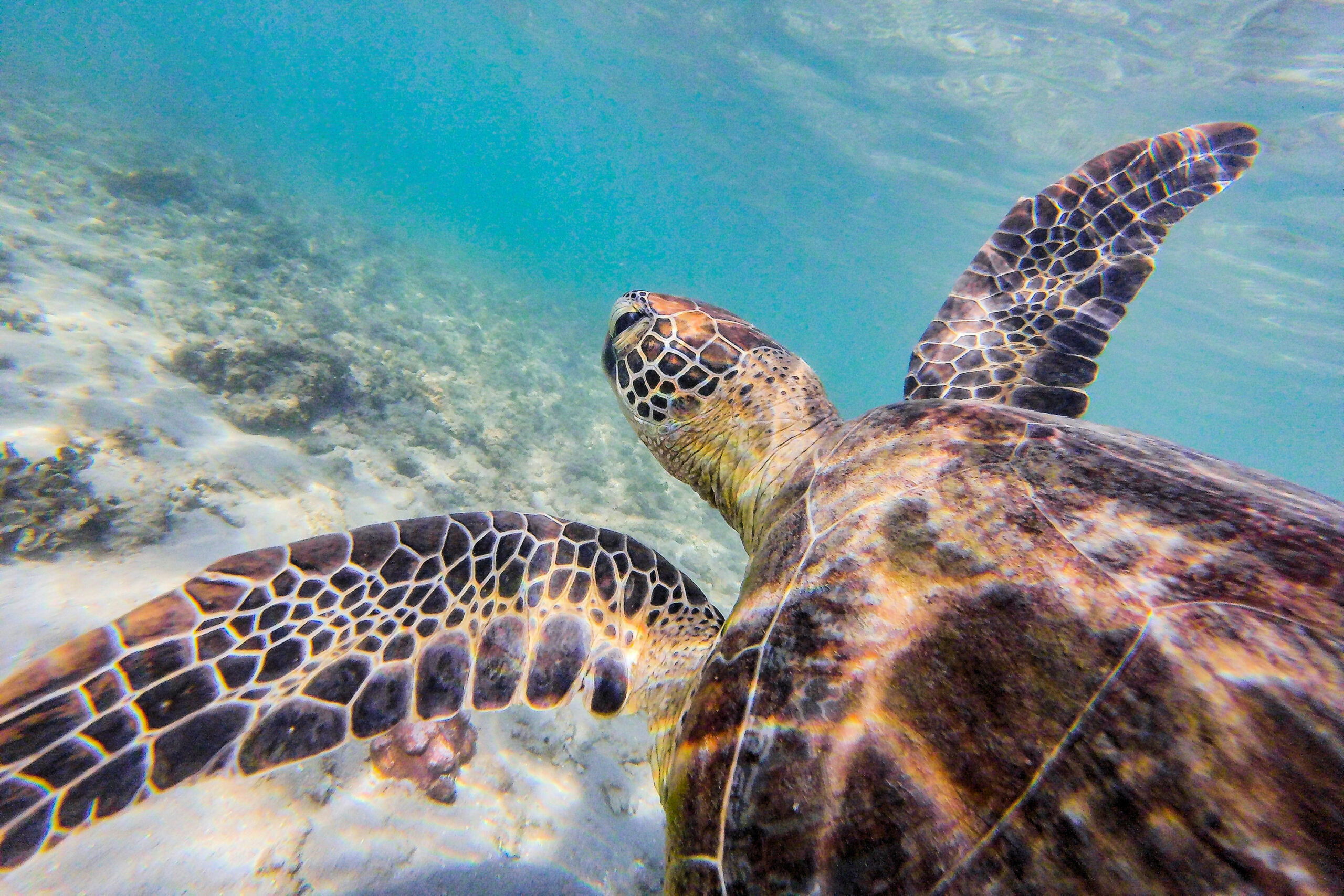 Dunk Island Adventures | Mission Beach | Day Return | 9.00am