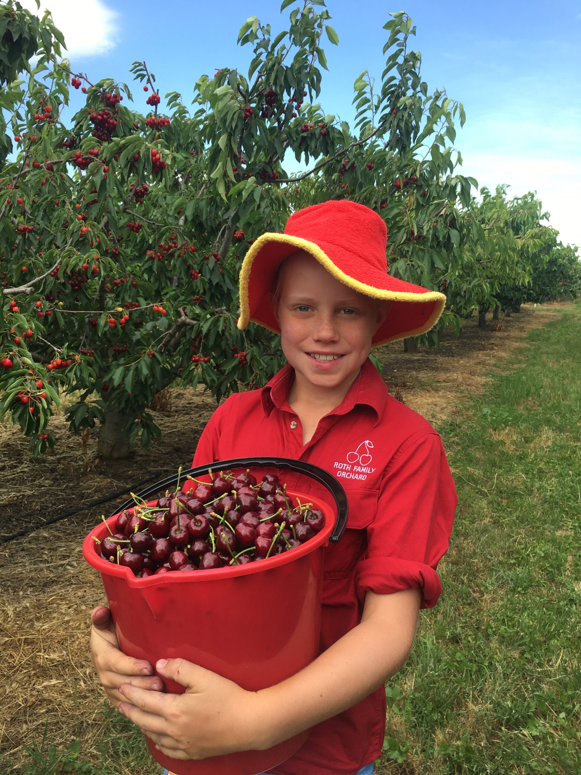 Pick Your Own Cherries at Roth Family Orchard 2022