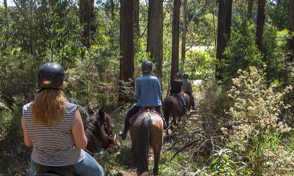 Yarra Valley Horse Trail Ride with Wine Tasting – 2.5 Hours