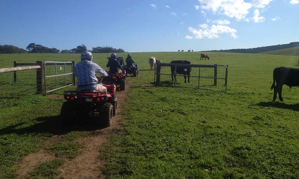 Waitpinga Farm Scenic ATV Quad Bike Tour - 60 Minutes