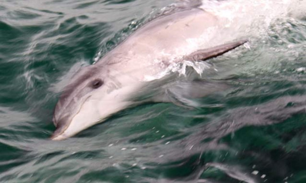 Mornington Peninsula Dolphin Sightseeing Cruise