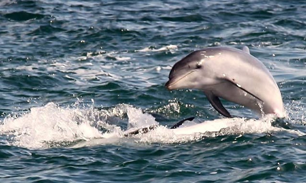 Mornington Peninsula Dolphin Sightseeing Cruise