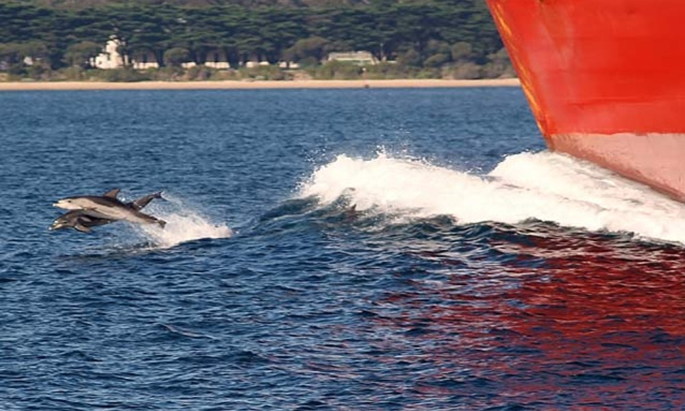 Mornington Peninsula Dolphin Sightseeing Cruise