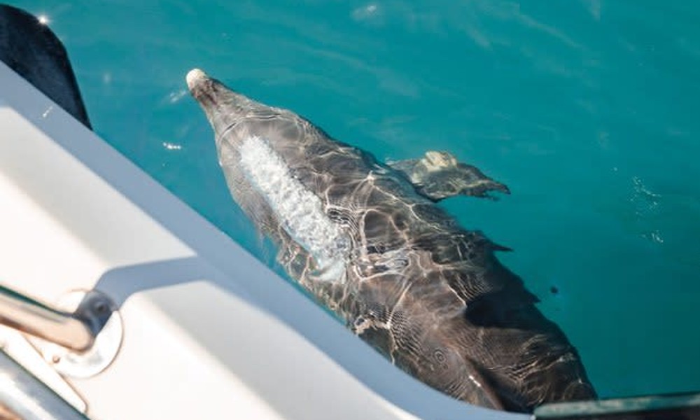 Swim with Wild Dolphins Cruise with Return Perth Transfers